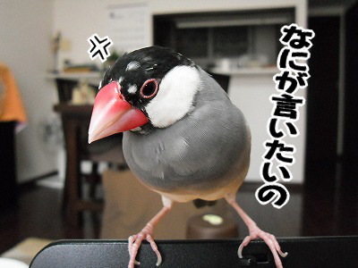 ブンチョ日誌