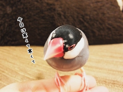 ブンチョ日誌