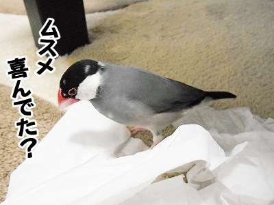 ブンチョ日誌