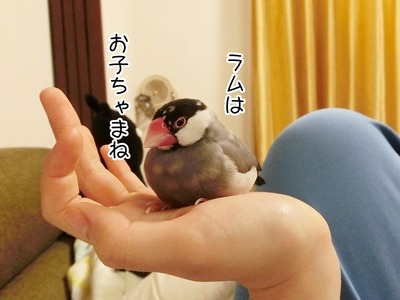 s-CIMG8463