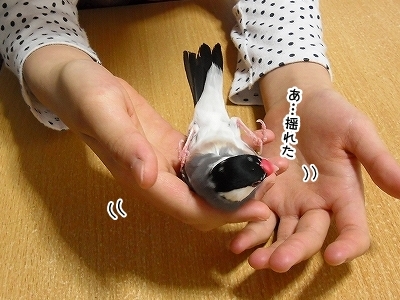 ブンチョ日誌