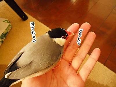 ブンチョ日誌