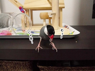 ブンチョ日誌