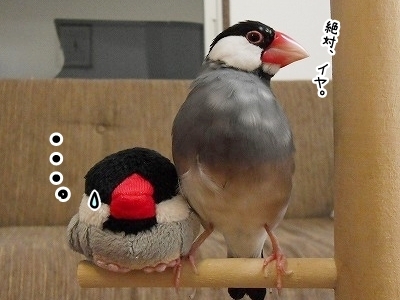 ブンチョ日誌