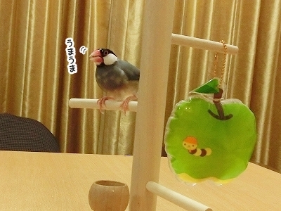 ブンチョ日誌