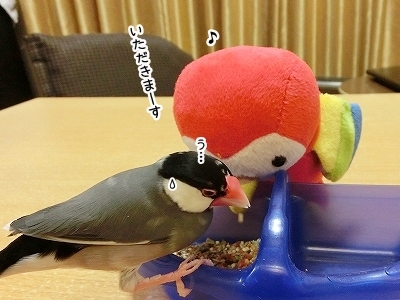 ブンチョ日誌