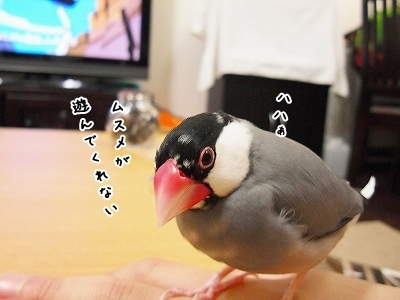 ブンチョ日誌