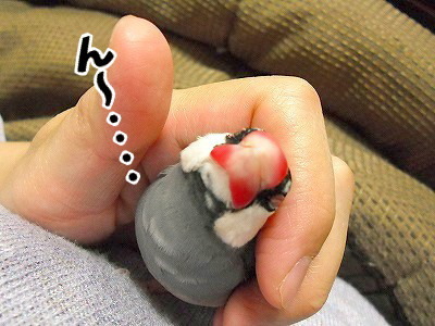 ブンチョ日誌