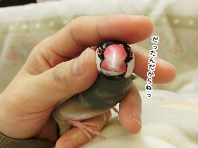 ブンチョ日誌