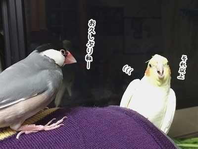 ブンチョ日誌