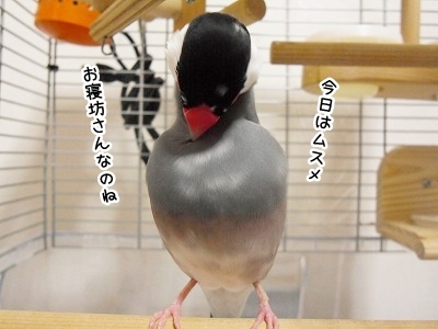 ブンチョ日誌