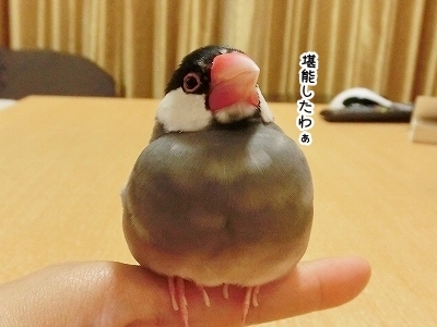 ブンチョ日誌