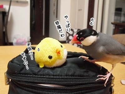 ブンチョ日誌