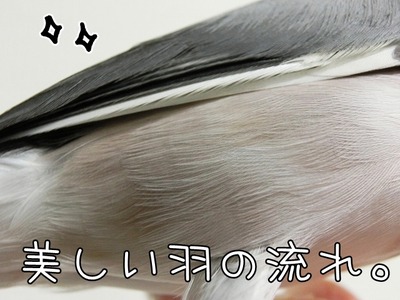 s-CIMG9471