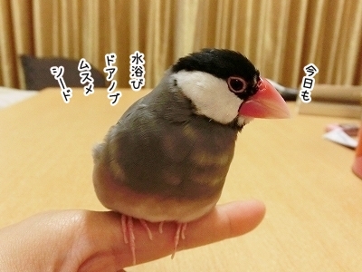 ブンチョ日誌