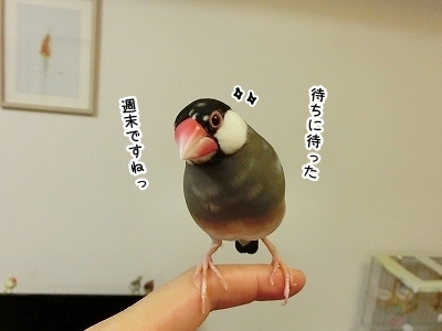 ブンチョ日誌