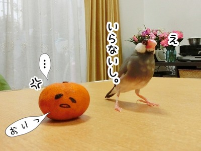 s-CIMG6324