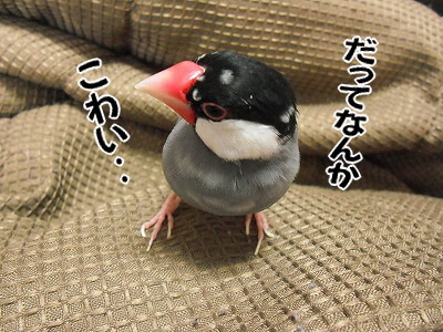 ブンチョ日誌