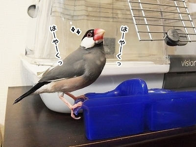 ブンチョ日誌