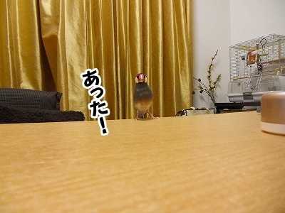 ブンチョ日誌
