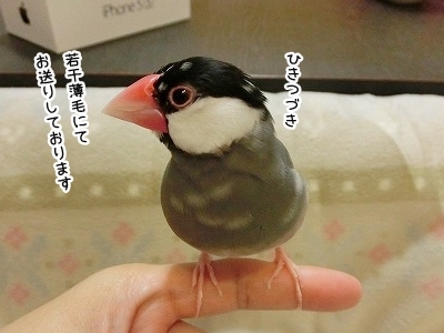 ブンチョ日誌
