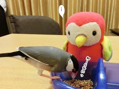 ブンチョ日誌