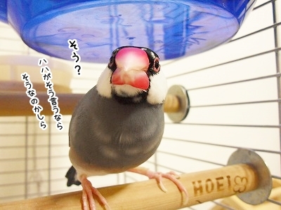 ブンチョ日誌