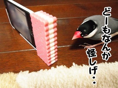 ブンチョ日誌