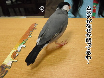 ブンチョ日誌