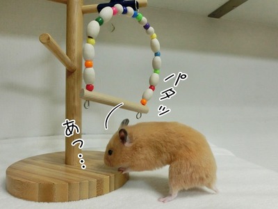 s-CIMG0355