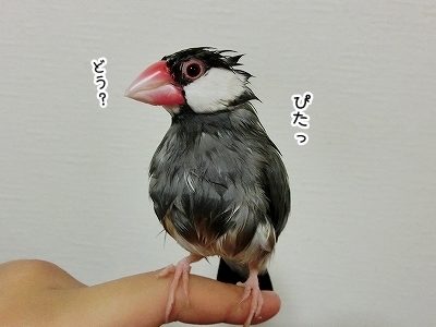 ブンチョ日誌