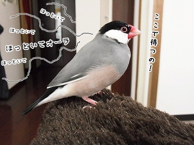 ブンチョ日誌