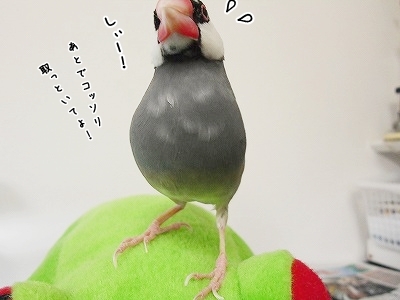 ブンチョ日誌