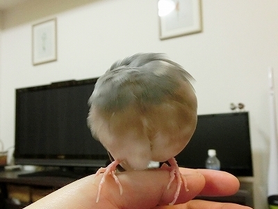ブンチョ日誌
