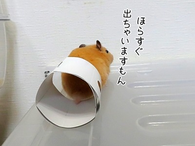 s-IMG_3349