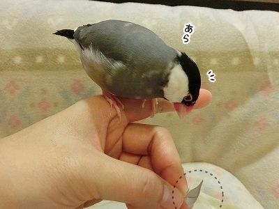 ブンチョ日誌