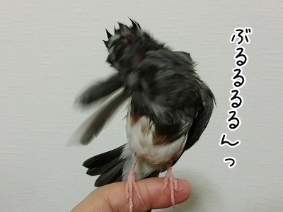 ブンチョ日誌