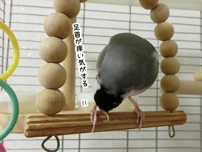 ブンチョ日誌