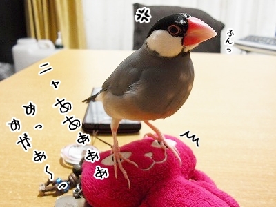 ブンチョ日誌