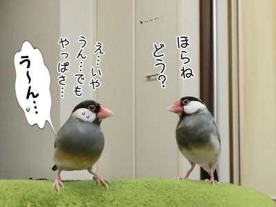 s-CIMG8678