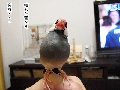 ブンチョ日誌