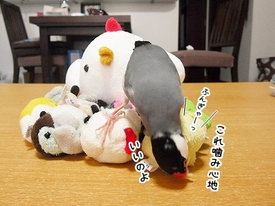 ブンチョ日誌