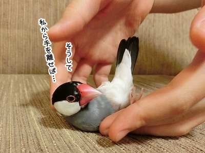 ブンチョ日誌
