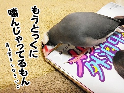 ブンチョ日誌