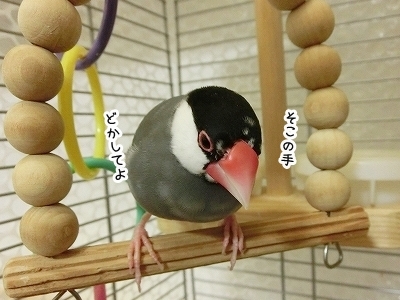 ブンチョ日誌