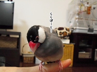 ブンチョ日誌