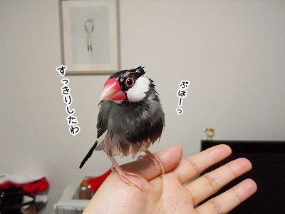 ブンチョ日誌