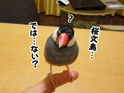 ブンチョ日誌