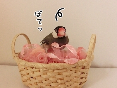 ブンチョ日誌