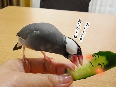 ブンチョ日誌